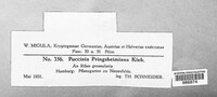 Puccinia caricina image